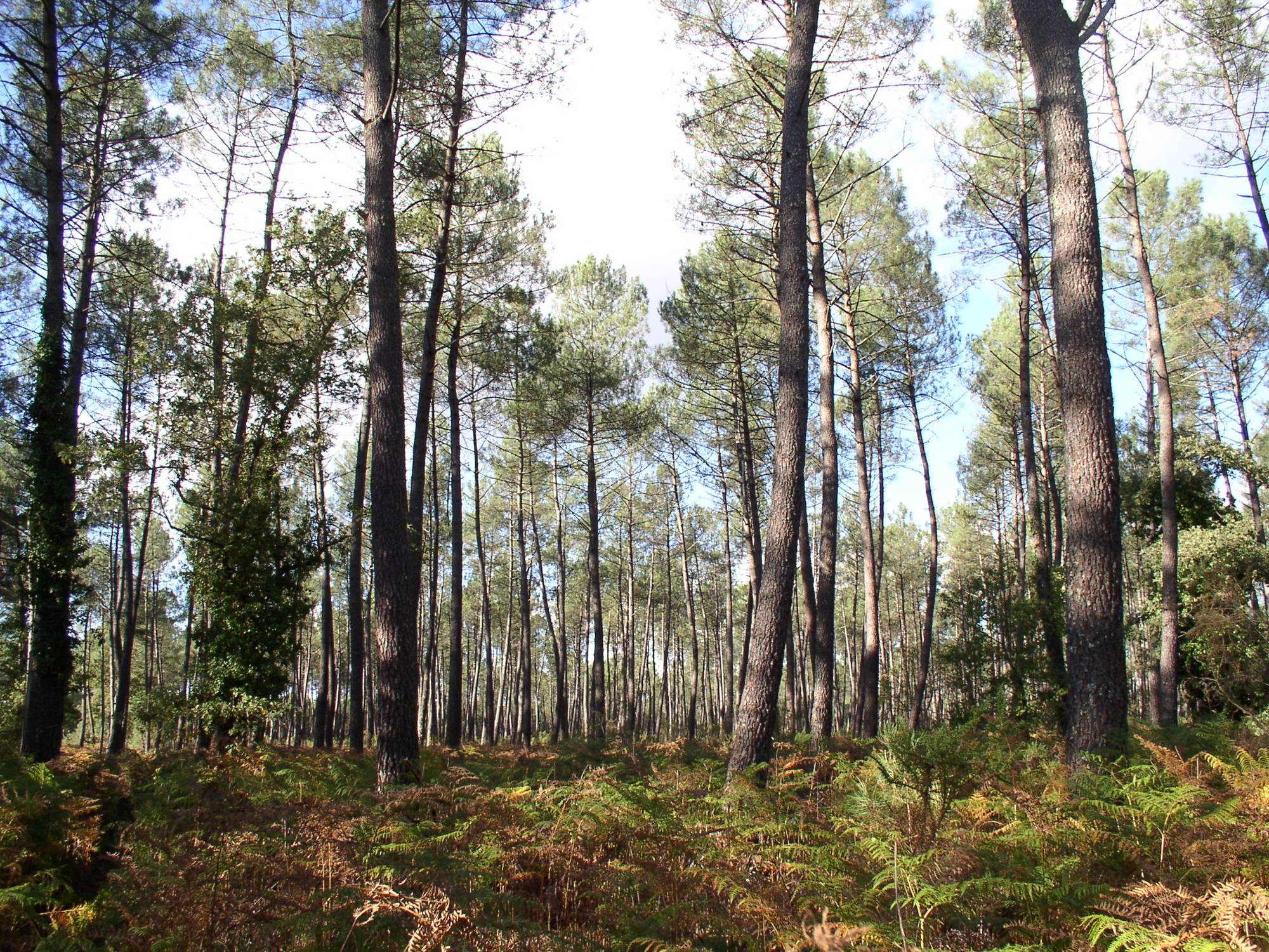 Image1