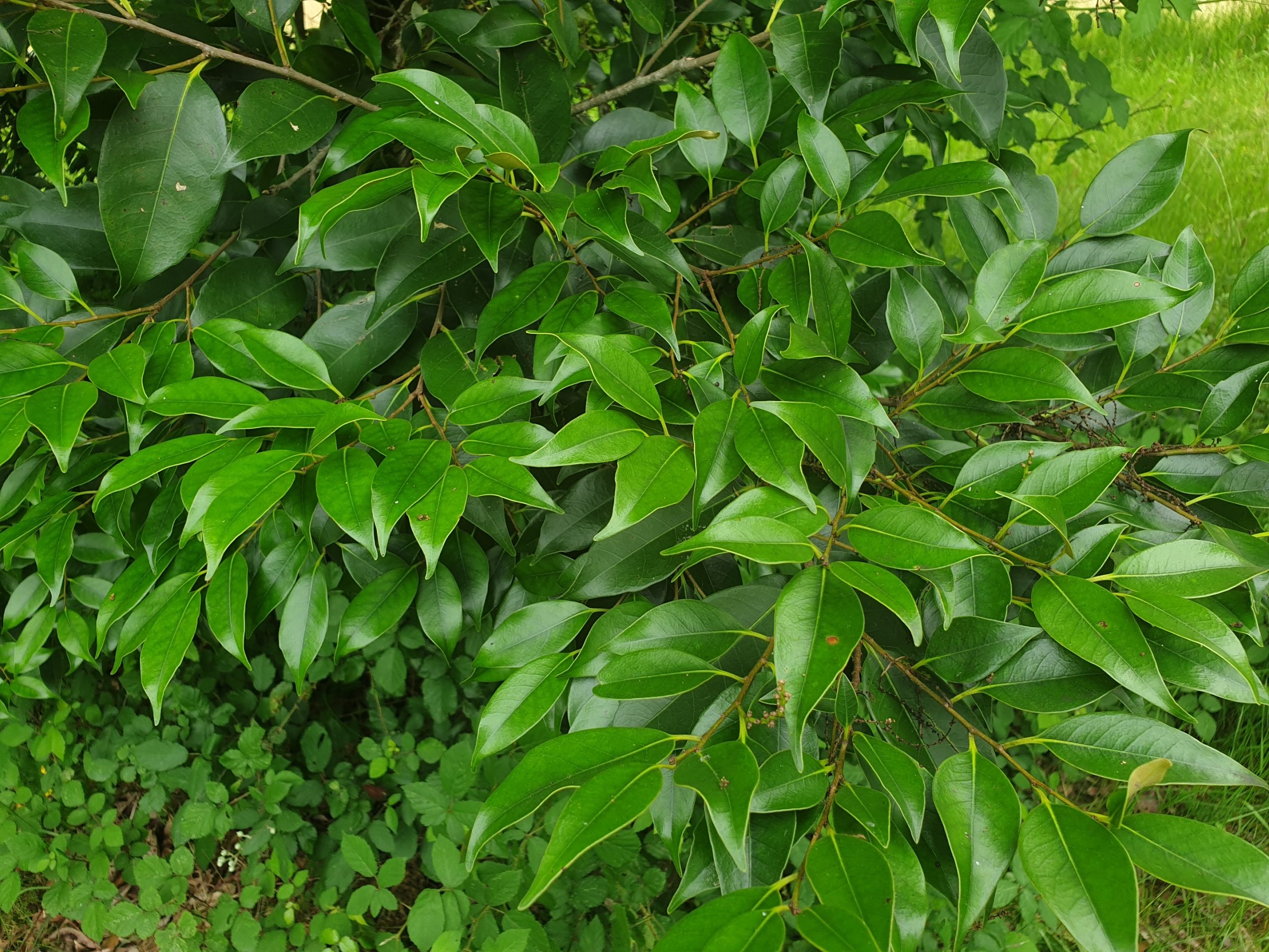 castanopsis 3