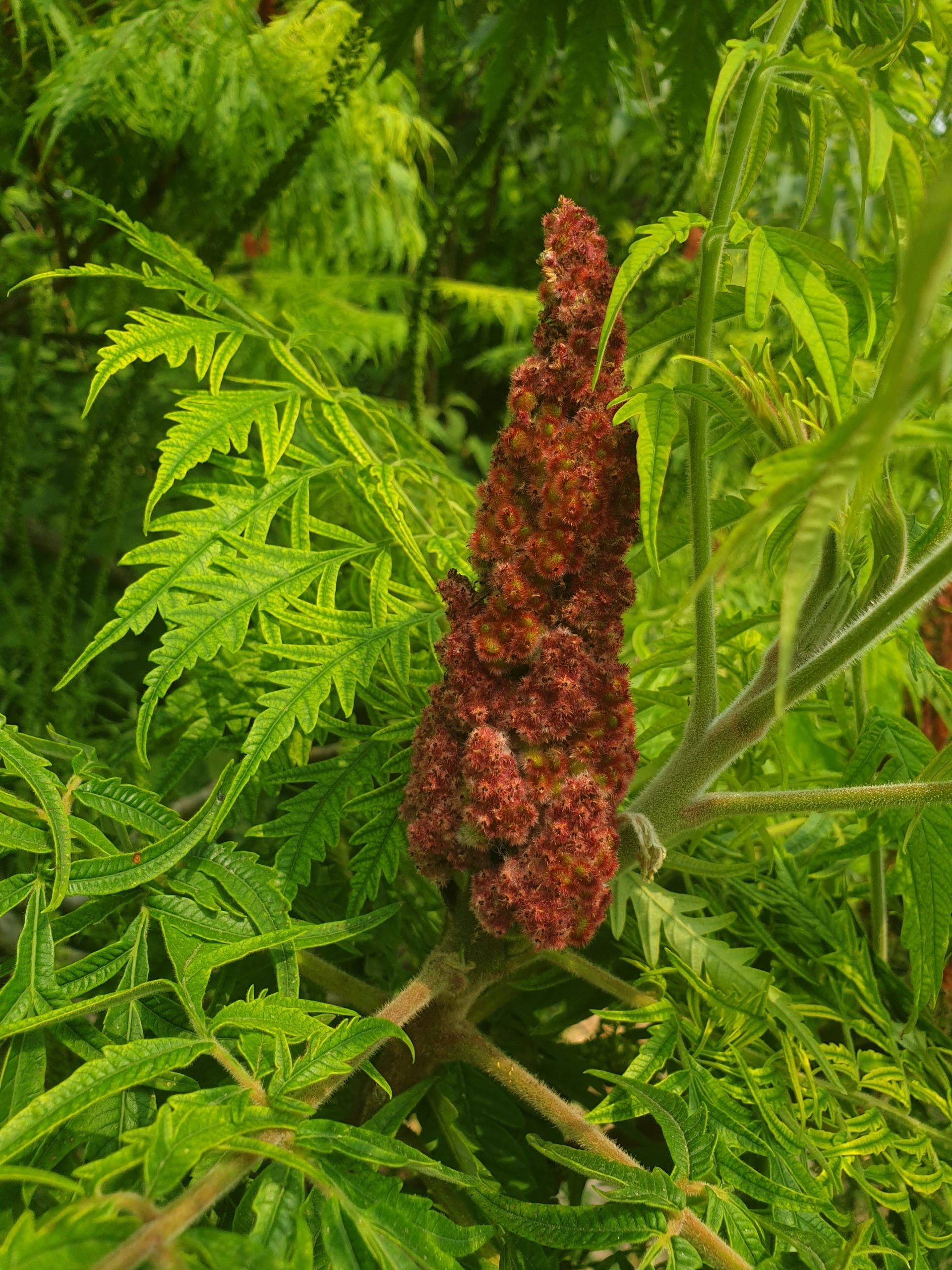 Sumac de virginie